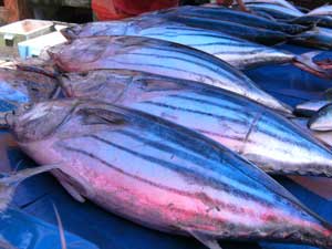 Fische