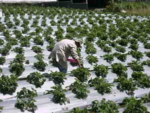 Erdbeerplantage am Fu�e des Mahawu