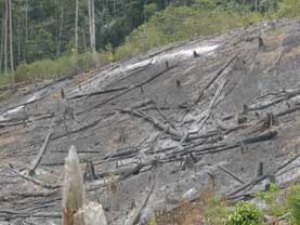 Fire clearance in the Nature Reserve