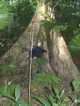 Rainforest tree