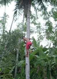 Harvesting Coconut