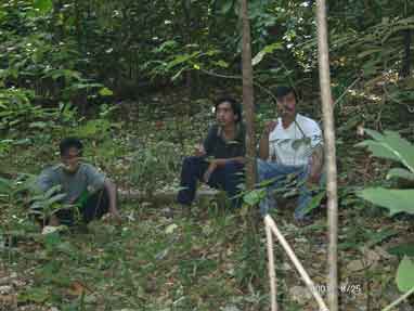 Waiting for nightfall near an big old rainforest tree